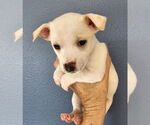 Small #3 Chiweenie
