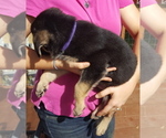 Small Photo #17 German Shepherd Dog Puppy For Sale in LAWRENCEBURG, TN, USA