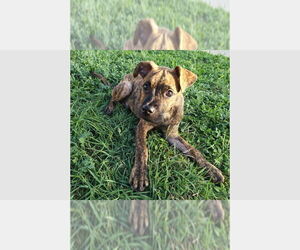 Boxer Dogs for adoption in Austin, TX, USA