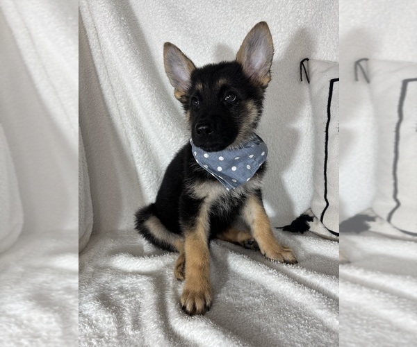 Medium Photo #4 German Shepherd Dog Puppy For Sale in GREENFIELD, IN, USA