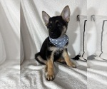 Small #3 German Shepherd Dog
