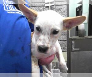 Mutt Dogs for adoption in Tulsa, OK, USA