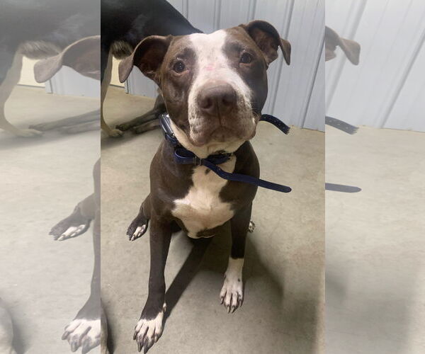 Medium Photo #9 American Pit Bull Terrier-Unknown Mix Puppy For Sale in Germantown, OH, USA
