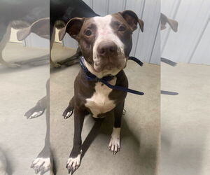 Spice - Male American Pit Bull Terrier-Unknown Mix Dog for Adoption - Photo #9
