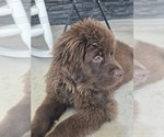 Small Photo #11 Newfoundland Puppy For Sale in TILTON, IL, USA