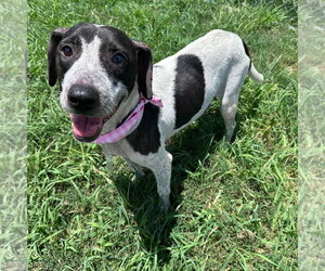 American Pit Bull Terrier-Dachshund Mix Dogs for adoption in Lakewood, CO, USA