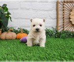 Small #1 West Highland White Terrier
