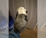 Small #11 Boston Terrier