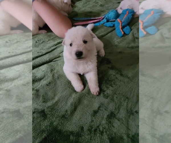 Medium Photo #6 German Shepherd Dog Puppy For Sale in CECILIA, KY, USA