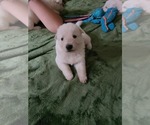 Small #5 German Shepherd Dog