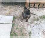 Small Photo #15 Belgian Malinois-Dutch Shepherd Dog Mix Puppy For Sale in SALADO, TX, USA