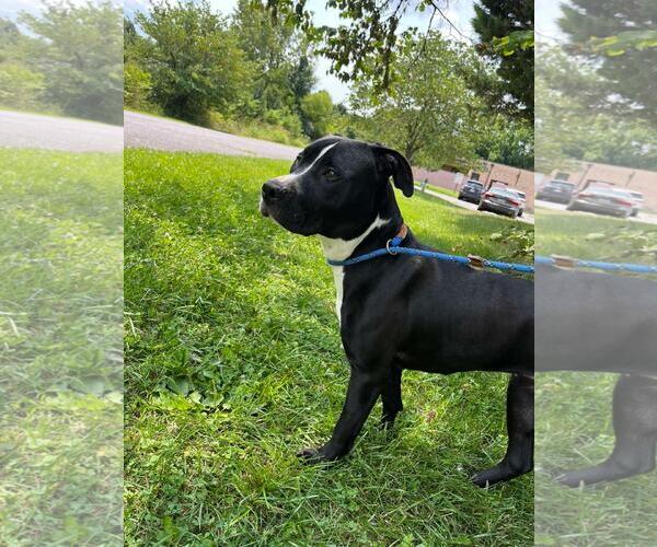Medium Photo #1 Mutt Puppy For Sale in Front Royal, VA, USA