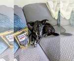 Small #1 Pembroke Welsh Corgi Mix