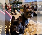 Small Photo #65 French Bulldog Puppy For Sale in LAS VEGAS, NV, USA