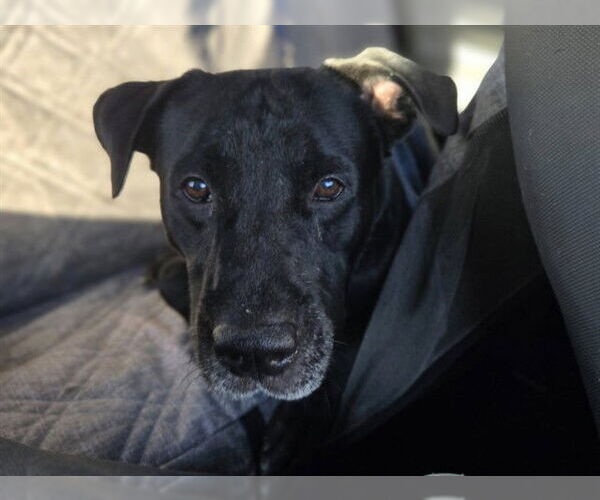 Medium Photo #3 American Pit Bull Terrier-Labrador Retriever Mix Puppy For Sale in Ocala, FL, USA