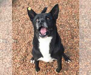 Rambo - Male Akita-Unknown Mix Dog for Adoption - Photo #2