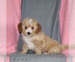 Small #3 Poodle (Miniature)