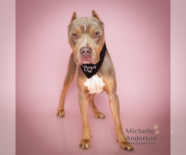 Medium Photo #1 Mutt Puppy For Sale in Corona, CA, USA