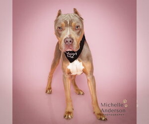 Mutt Dogs for adoption in Corona, CA, USA