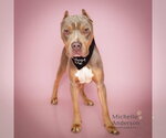 FRAPPE - Male Mutt Dog for Adoption - Small photo