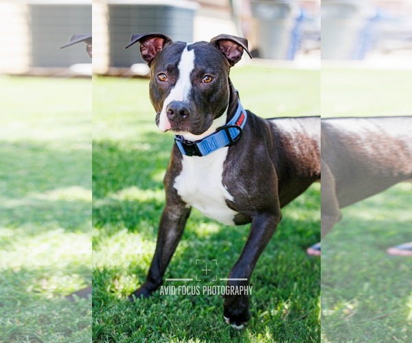 Medium Photo #24 American Pit Bull Terrier-Unknown Mix Puppy For Sale in McKinney, TX, USA