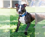 Small #23 American Pit Bull Terrier Mix