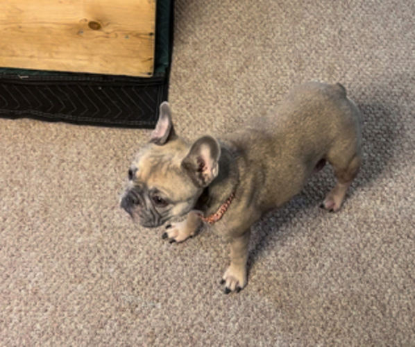 Medium Photo #1 French Bulldog Puppy For Sale in BEVERLY HILLS, CA, USA