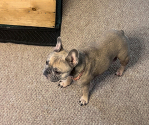 Mother of the French Bulldog puppies born on 04/26/2025