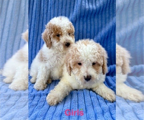 Medium Photo #2 Poodle (Miniature) Puppy For Sale in FAIR HAVEN, MI, USA