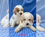 Small #1 Poodle (Miniature)