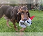 Small Photo #14 Bloodhound Puppy For Sale in Brookville, OH, USA