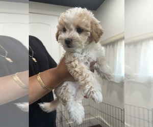Maltipoo Puppy for sale in PALMDALE, CA, USA