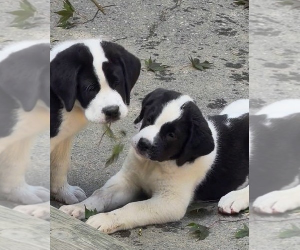 Medium Photo #8 Cane Corso-Saint Bernard Mix Puppy For Sale in WORCESTER, MA, USA