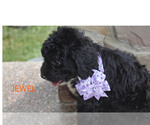 Small Photo #1 Bernedoodle Puppy For Sale in FLORA, IL, USA