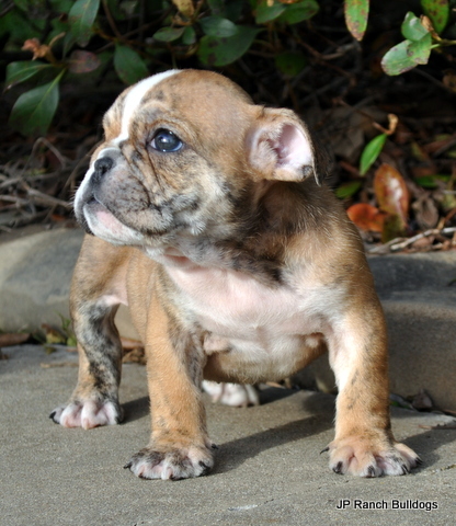 Medium Photo #5 Bulldog Puppy For Sale in ROYSE CITY, TX, USA