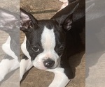 Puppy Puppy 2 Boston Terrier