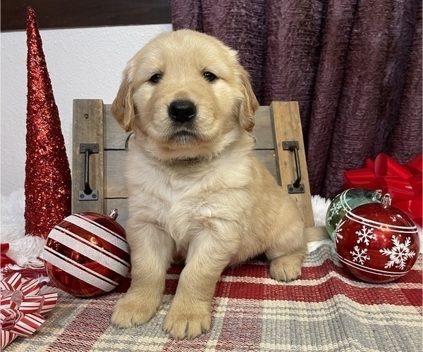 Medium Photo #1 Golden Retriever Puppy For Sale in SMITHVILLE, TX, USA