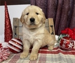 Small Photo #1 Golden Retriever Puppy For Sale in SMITHVILLE, TX, USA