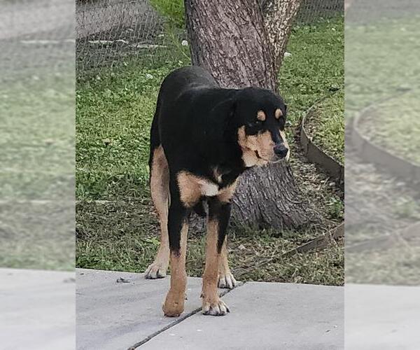 Medium Photo #1 Rottweiler-Unknown Mix Puppy For Sale in San Antonio, TX, USA