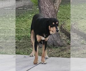 Rottweiler-Unknown Mix Dogs for adoption in San Antonio, TX, USA