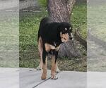 Small Rottweiler Mix