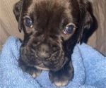 Puppy 2 Boxer