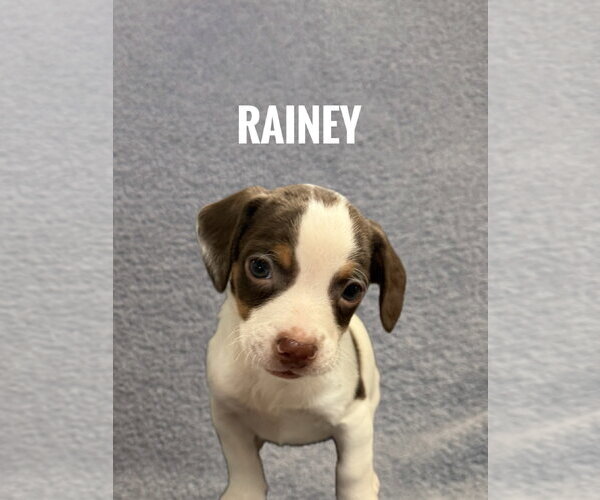 Medium Photo #1 Chiranian Puppy For Sale in Bellevue, WA, USA