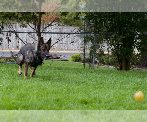 Medium Photo #13 German Shepherd Dog Puppy For Sale in Princeton, MN, USA