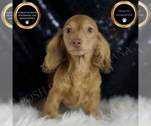 Dachshund Puppy for sale in WARSAW, IN, USA