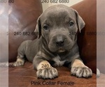Puppy Pink Collar F Cane Corso