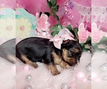 Small #1 Yorkshire Terrier
