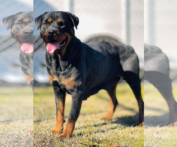Medium Photo #5 Rottweiler Puppy For Sale in Hillsboro, NH, USA