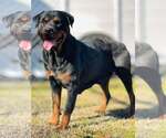 Small #4 Rottweiler