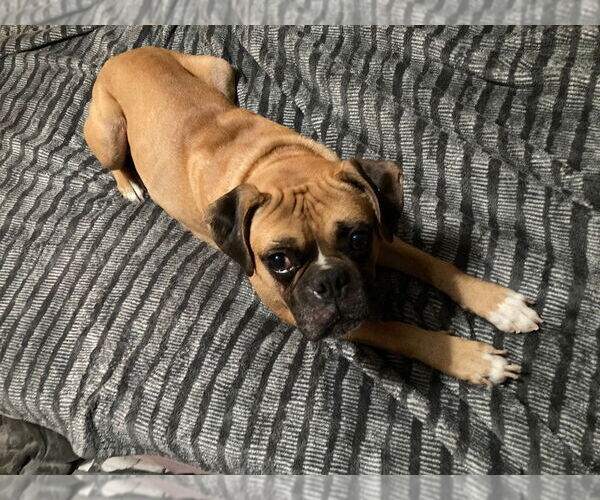 Medium Photo #2 Boxer Puppy For Sale in Costa Mesa , CA, USA